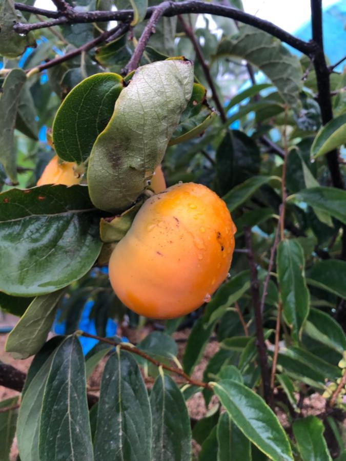 Afrikan Krisant Tenerife, Casa Rural Ecologica Arafo 外观 照片