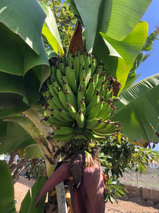 Afrikan Krisant Tenerife, Casa Rural Ecologica Arafo 外观 照片