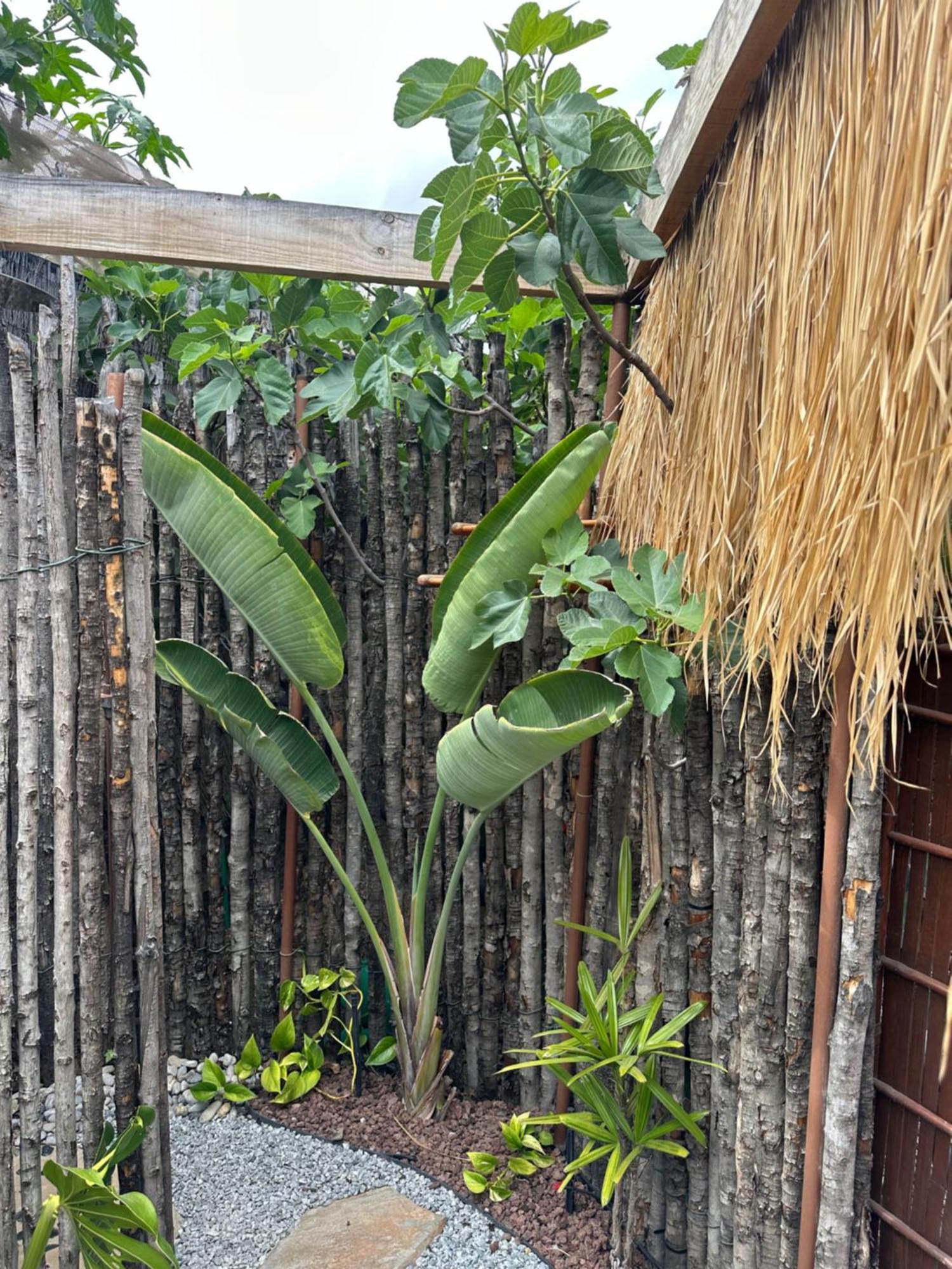 Afrikan Krisant Tenerife, Casa Rural Ecologica Arafo 外观 照片